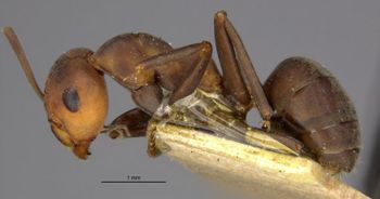 Media type: image;   Entomology 8917 Aspect: habitus lateral